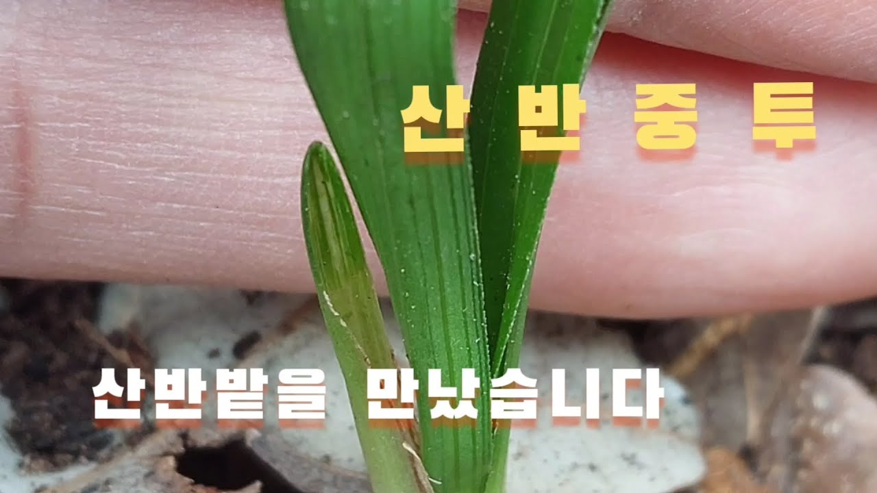 #난초산행 엽성 좋은#산반중투 입니다#난초랑