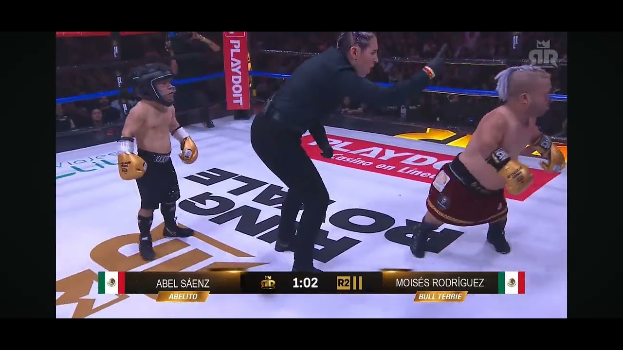 Abelito VS Bull Terrier  en Ring royal #monterrey #M&eacute;xico  