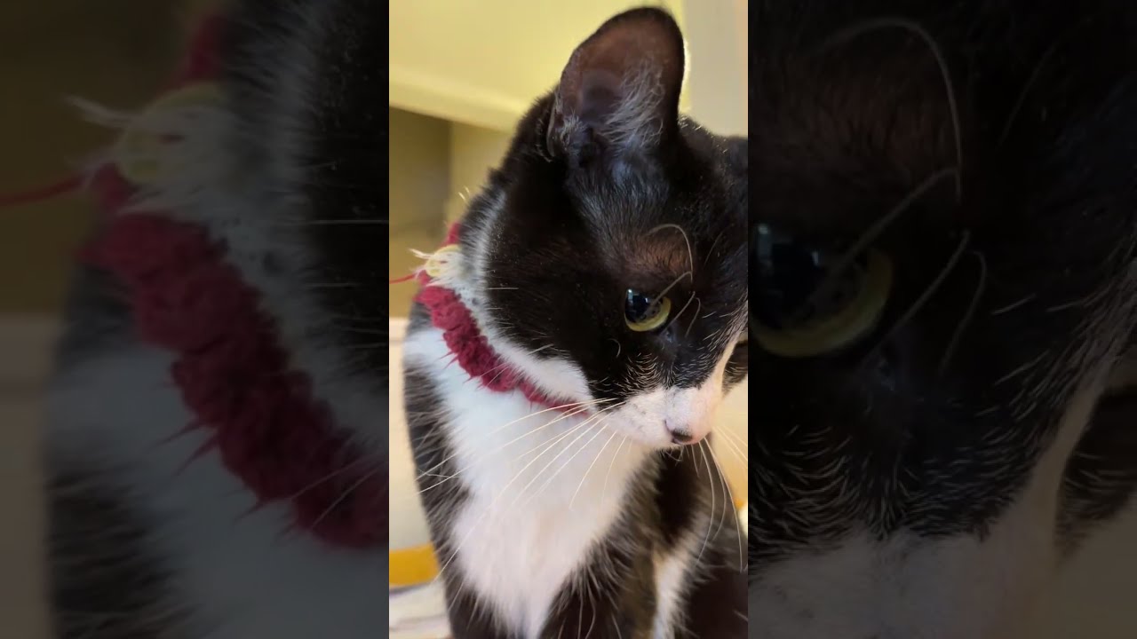 にび猫Live🐾 2026-1-27 ①