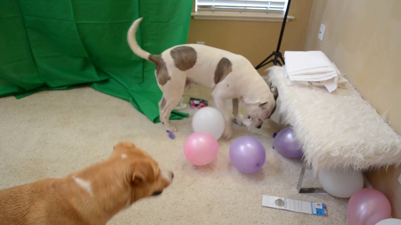 My Cute & Crazy Dog Popping Balloons