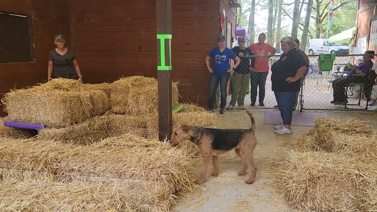 Stevie 12.10.2023 G2 Open 2  Airedale Terrier  Barn Hunt