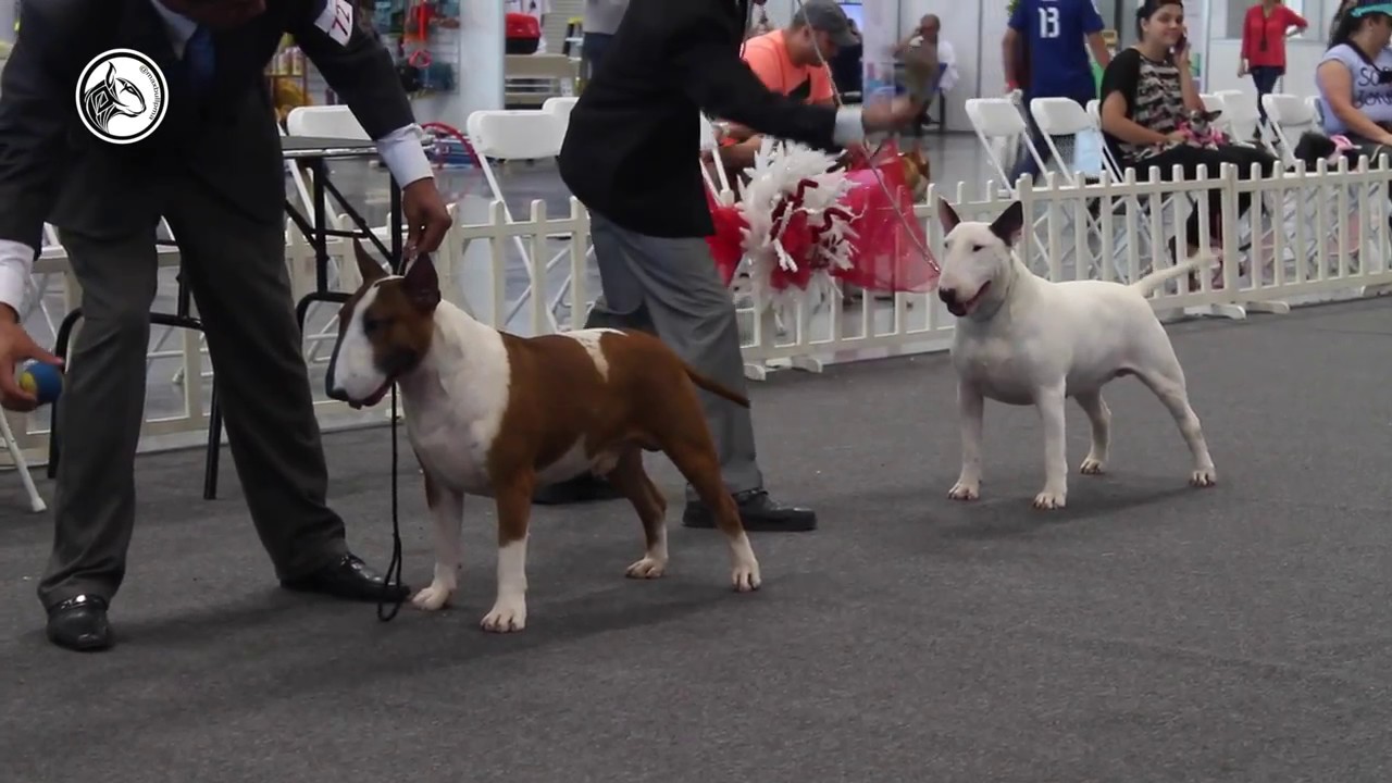 3 CONSEJOS BÁSICOS PARA MANEJO EN PISTA CANINA
