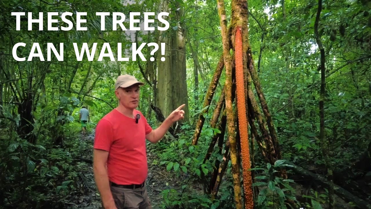 Walking Palms - can they really move?