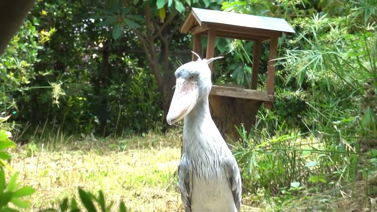 ハシビロコウ ヘビを見つけて追いかけるミリー  shoebill 上野動物園  Ueno Zoo