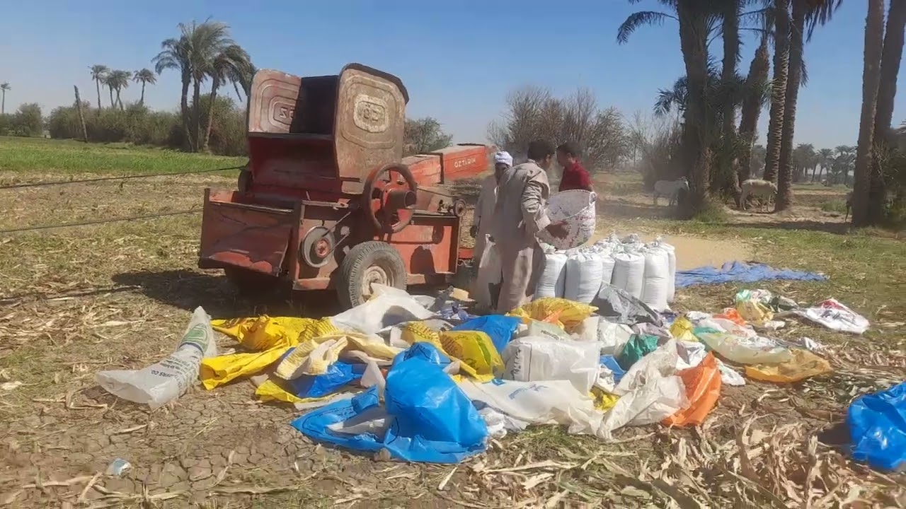 دريس محصول الذره القيضي في صعيد مصر موسم ٢٠٢٣ م