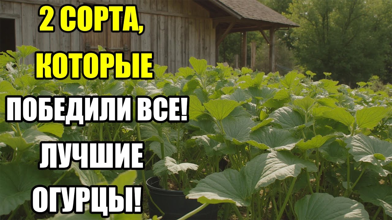 ЭТИ 2 СОРТА ОГУРЦОВ ОБОШЛИ ВСЕ! ПРОДАВЦЫ МОЛЧАТ, А УРОЖАЙ В 3 РАЗА БОЛЬШЕ — ПРОВЕРЕНО!