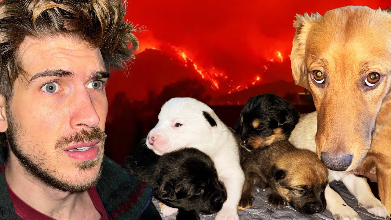 Evacuating The LA Fires With 13 Dogs & my Cat