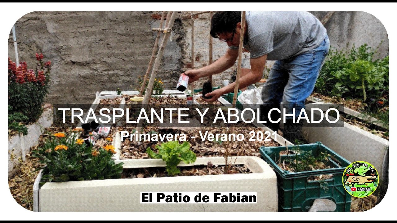Trasplante y Acolchado Huerto de PRIMAVERA VERANO 2021 Tomates y Lechugas
