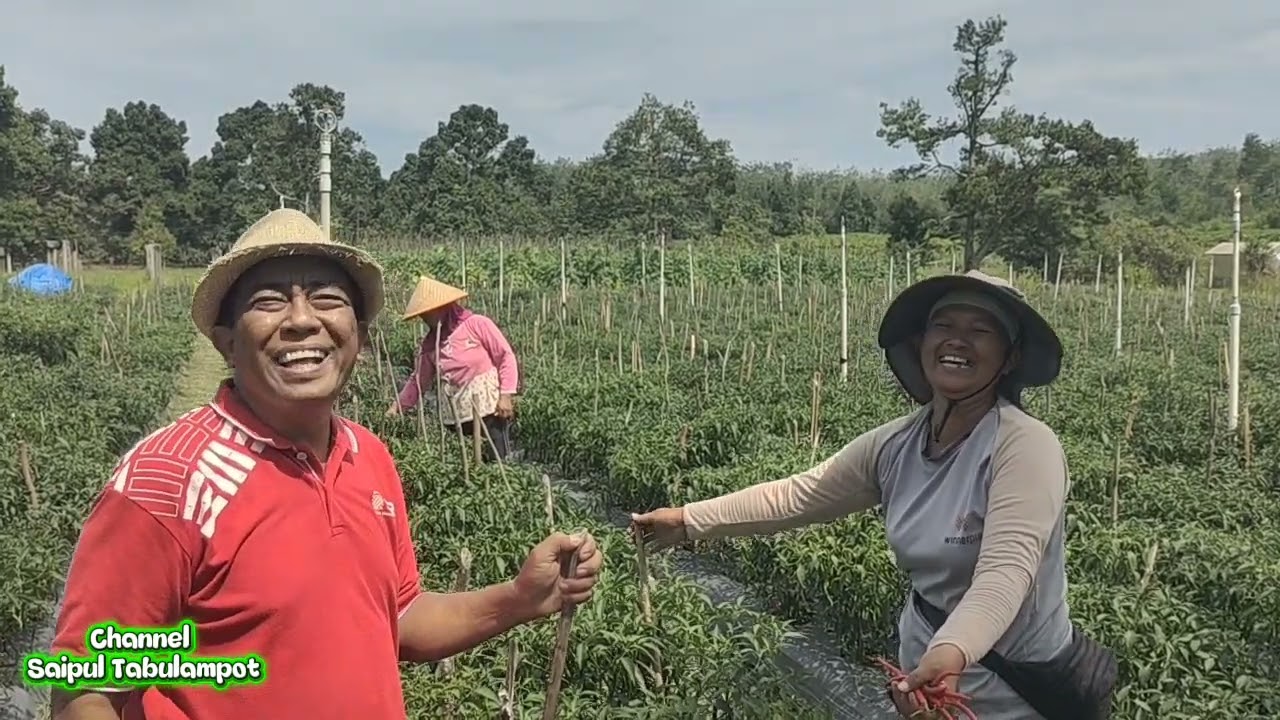 TERNYATA BUDI DAYA CABE MERAH SANGAT MENJANJIKAN INI FAKTA NYA