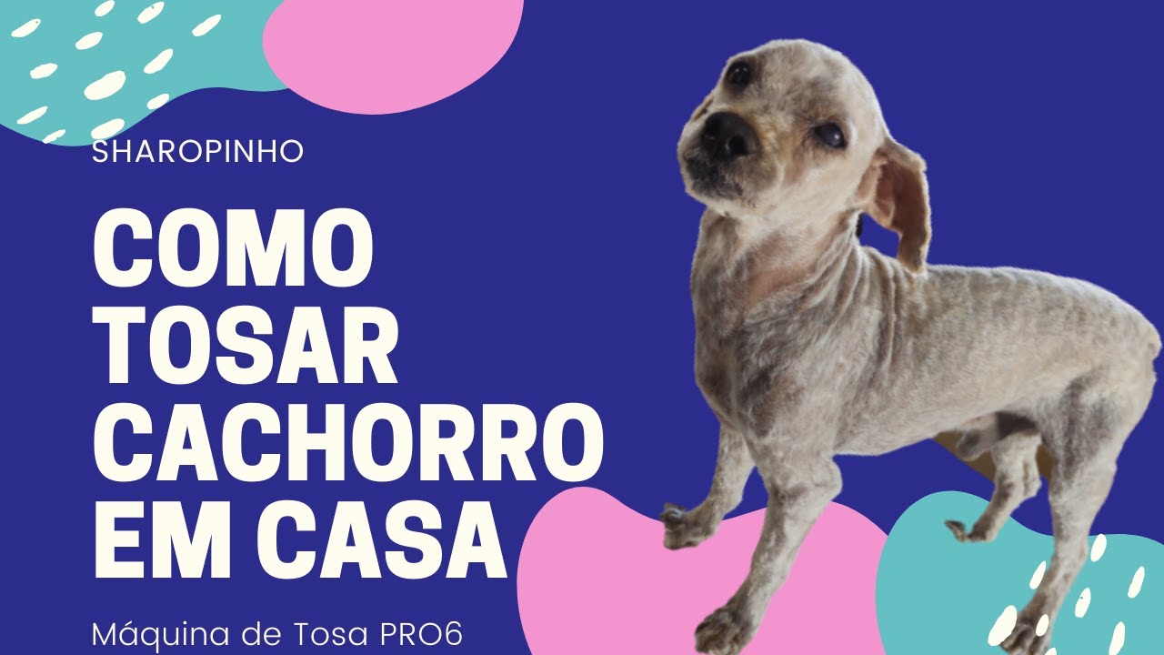 COMO TOSAR CACHORRO EM CASA