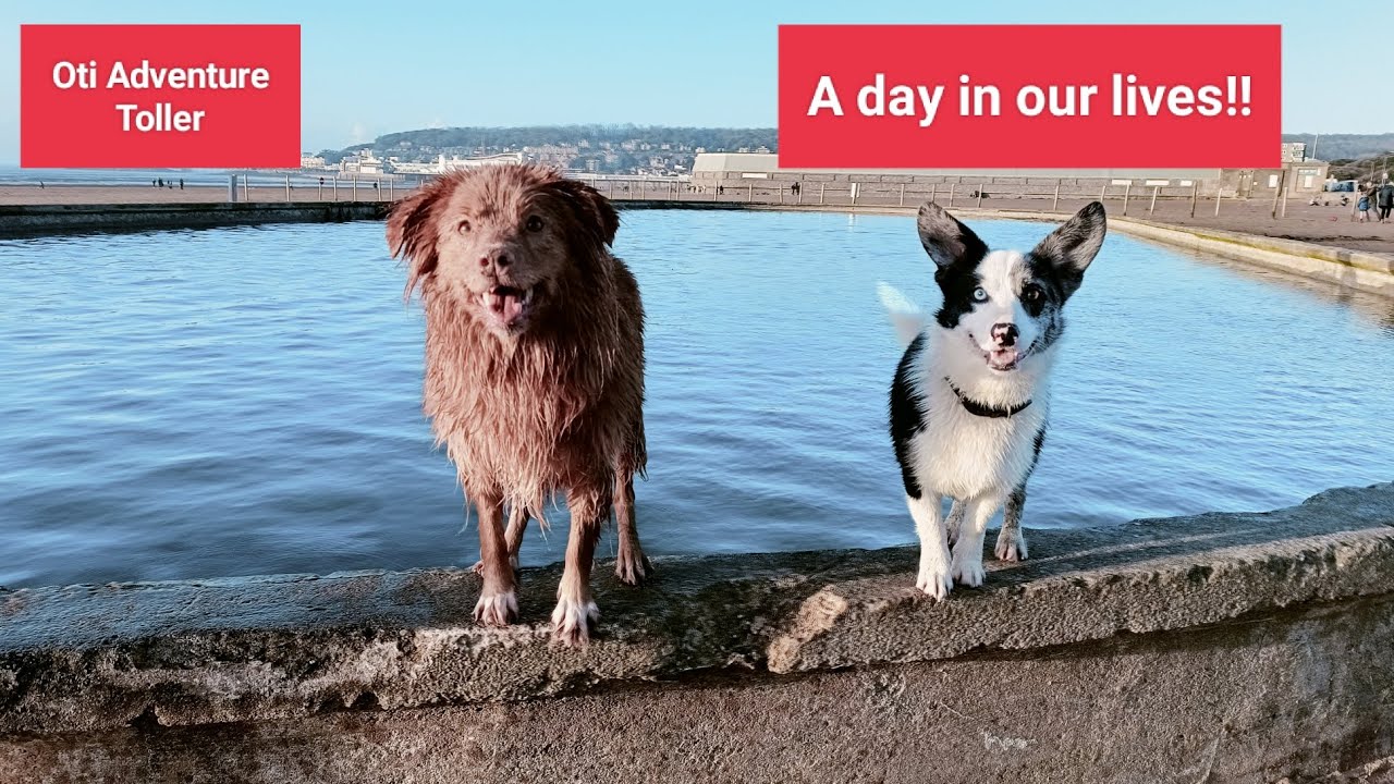 A day in the lives of Oti Adventure Toller and Little legs Merlin!!