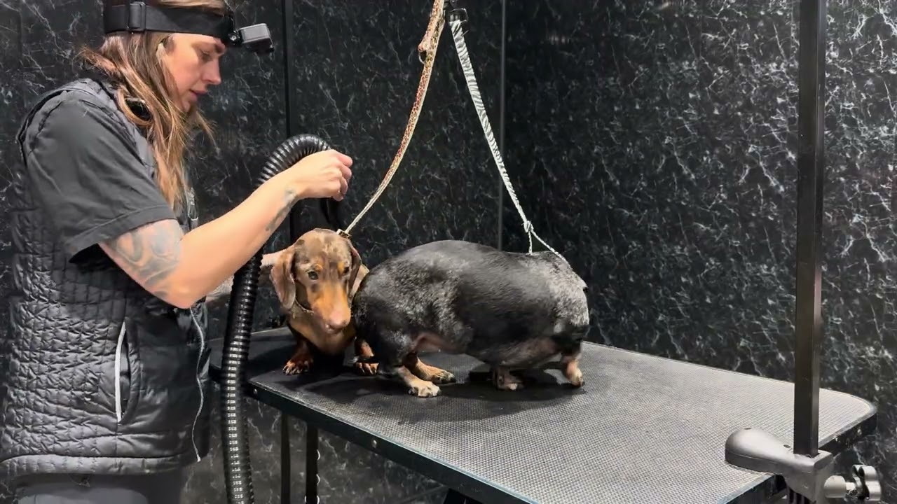 Dachshund grooming | first test of a YouTube video!