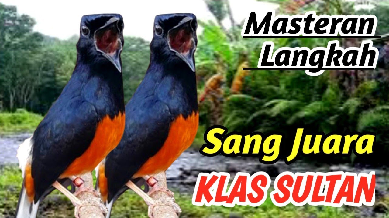 Masteran Murai Batu Anti Drop Mental – Terapi Alam Relaksasi Sungai | High Ads Value