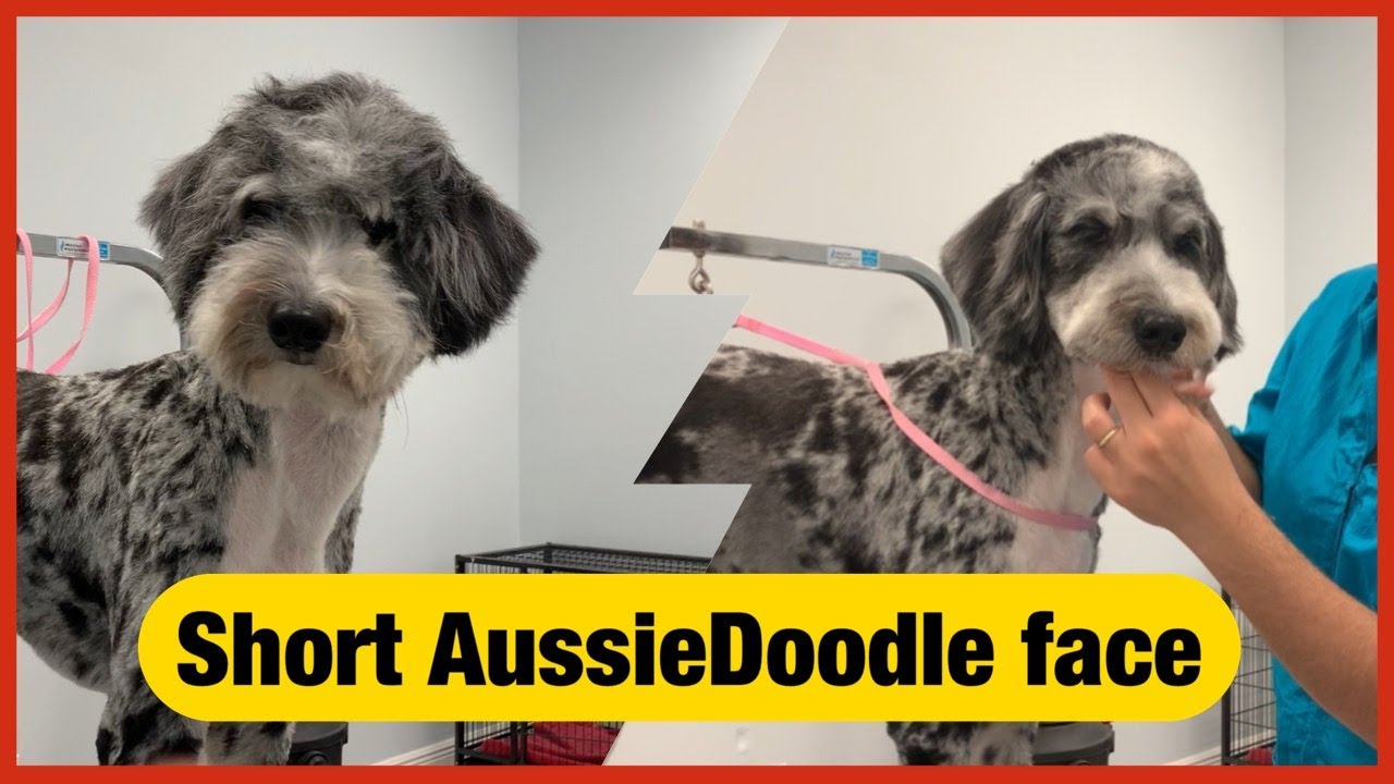 🐾🐶How to trim a doodle’s face/ Short AussieDoodle face/ Short face for any kind of Doodle🐾🐶