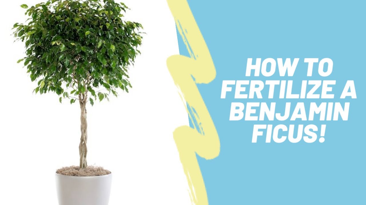 How To Properly Fertilize Your Ficus Benjamina / Benjamin Fig