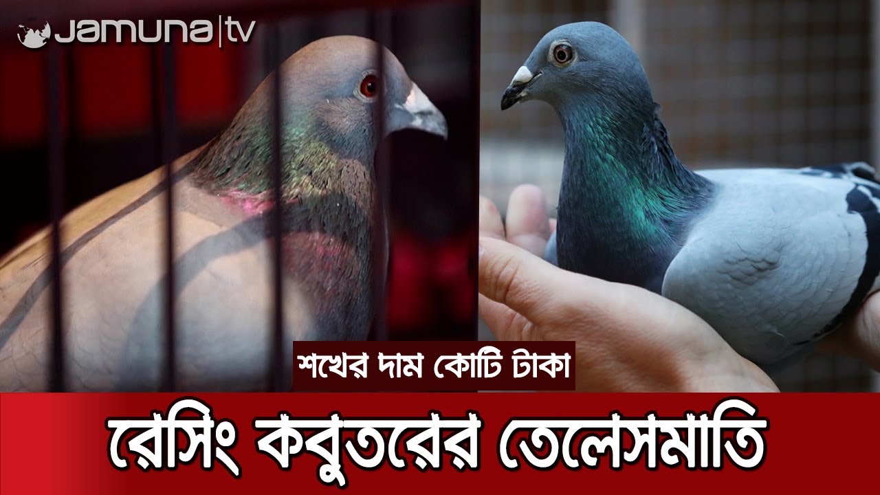 এক রেসিং কবুতরের দাম ১৯ লাখ ডলার | China Pigeon