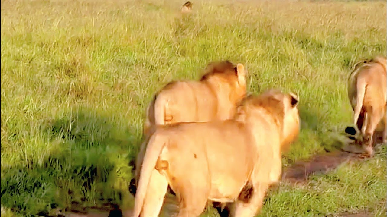Lion Warfare – Orkirikoi Chase 2 Paradise Males,then Orkirikoi being chased by Rongai Rocker Males