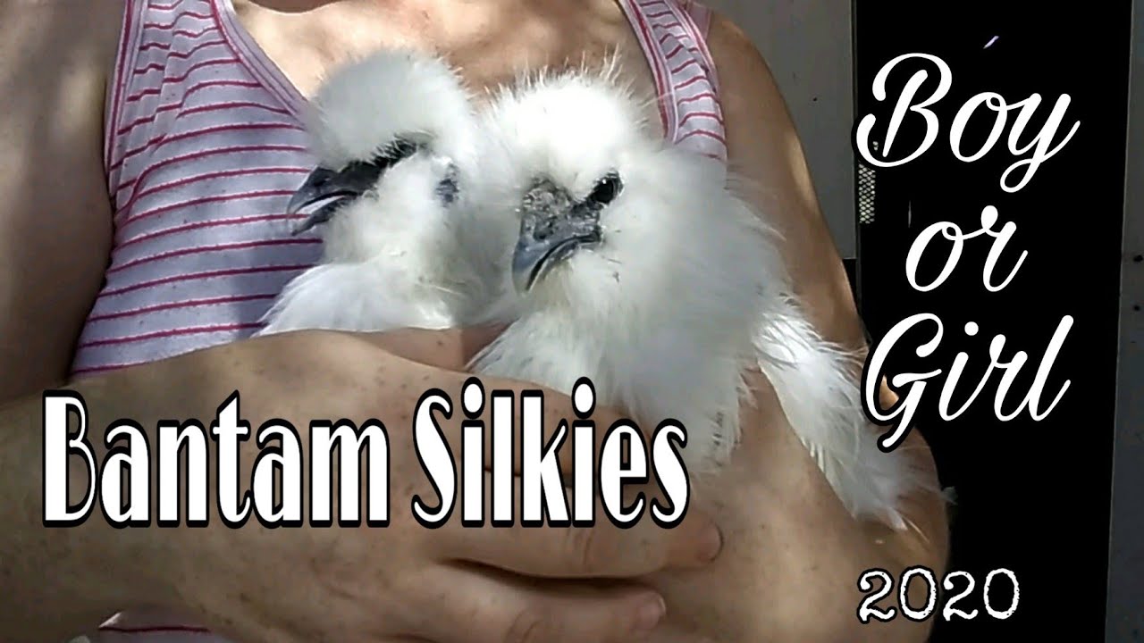 Bantam Silkie Chicken Boy or Girl || Is My Silkie a BOY or GIRL || 2020