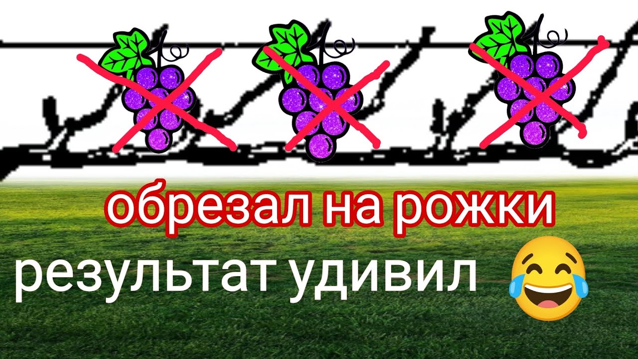 Обрезка винограда на рожки,- залог успеха!!?))) Гурман ранний, результат #обрезка#урожай#весна2024#