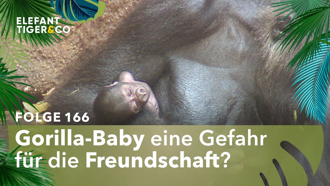 Feuertaufe für die Gorilla-Freundschaft (Folge 166) | Elefant, Tiger & Co. | MDR