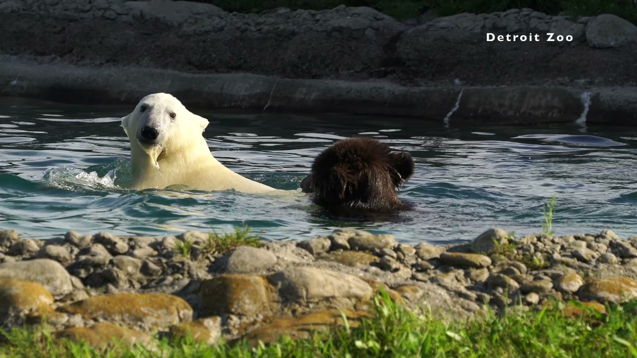 Detroit Zoo | Laerke and Jebbie