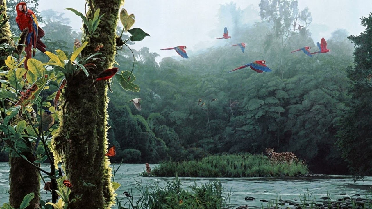 Amazon Nature Sound #NatureSound #ForestSound #RelaxSound