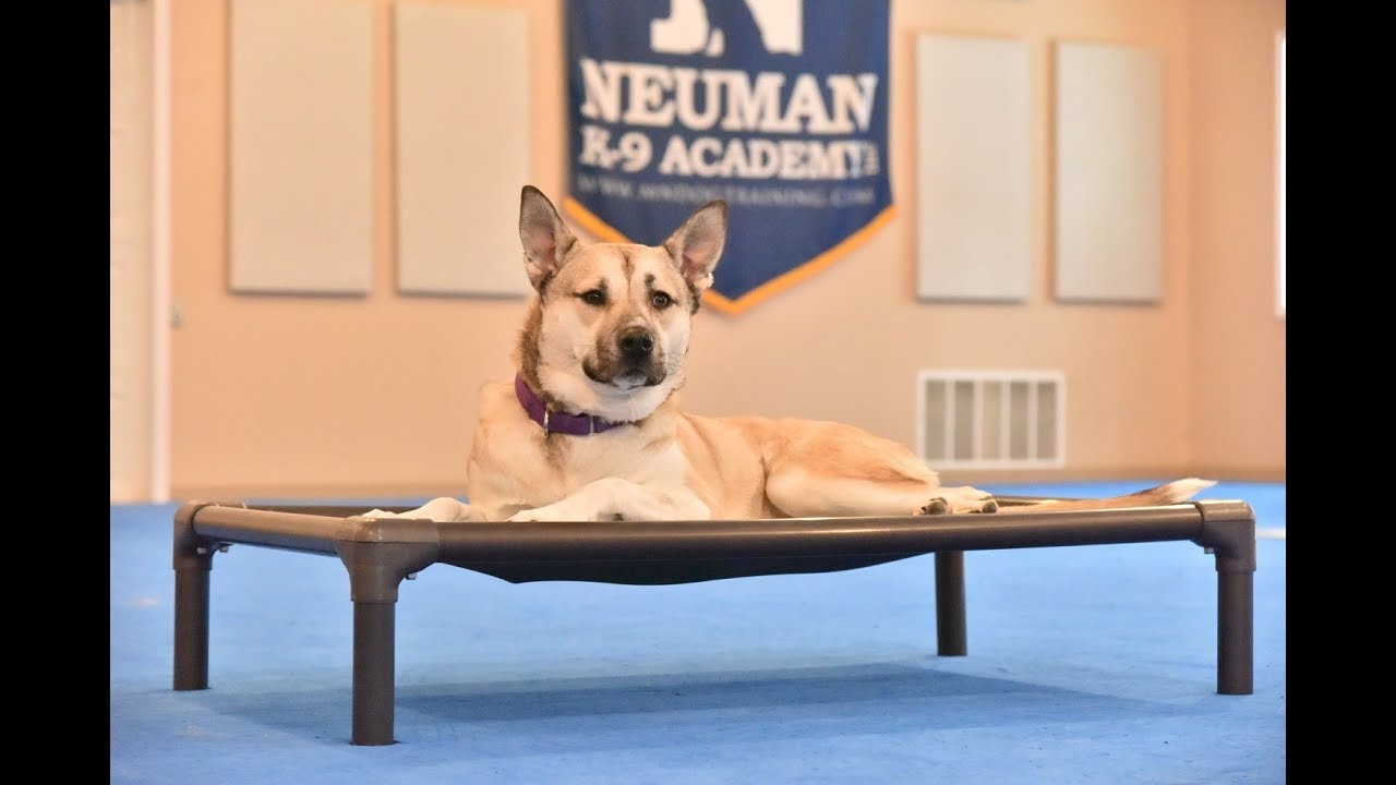 Willow (Staffordshire/ Siberian Husky Mix) Boot Camp Dog Training Video Demonstration