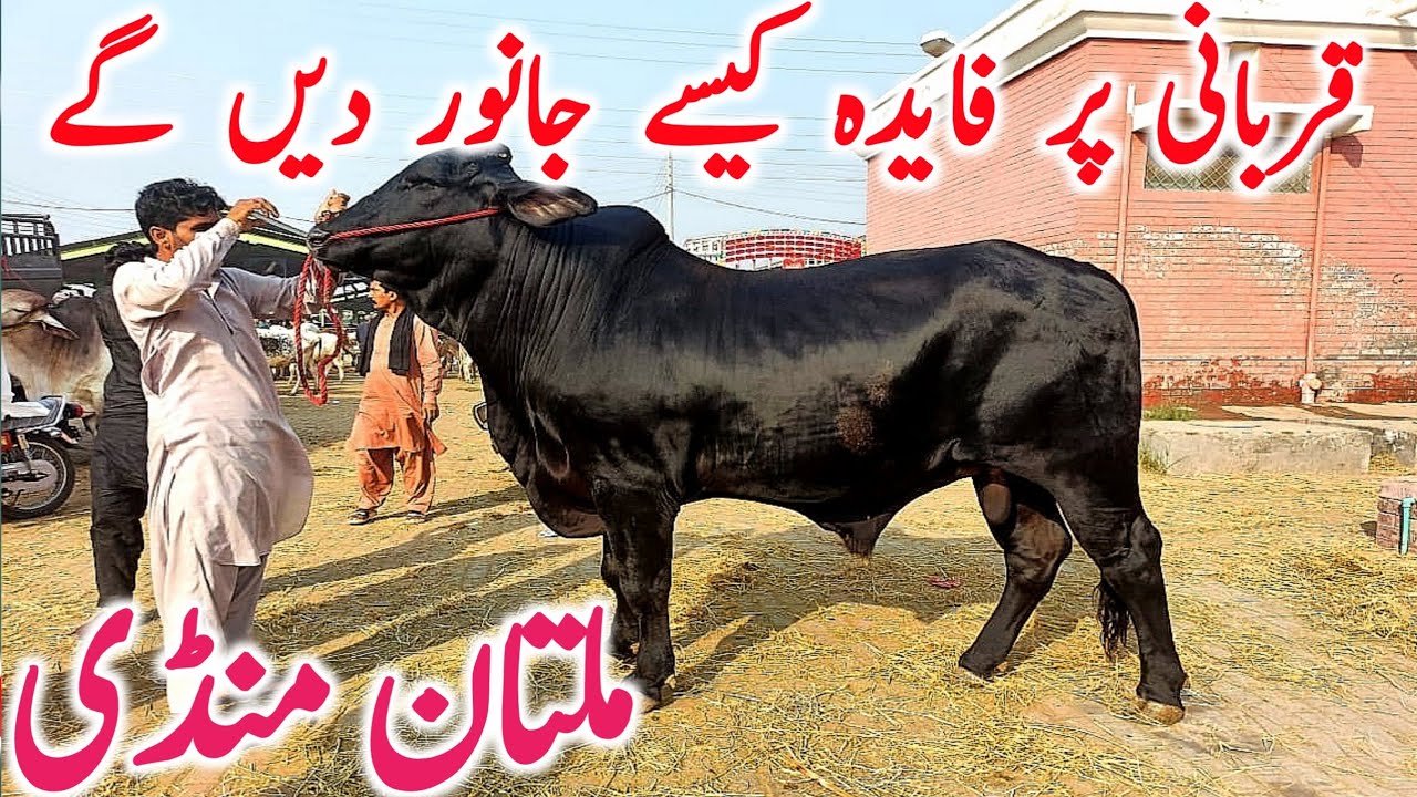 Multan Cow Mandi Qurbani 2026 Cholistani Sahiwal Brahman Bachre || Global Village Farming