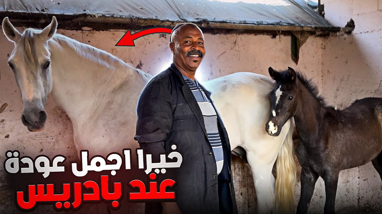 انشوفو بنت فهد اصيل ومها خيرا اجمل عودة عند بادريس والقصة كيفاش شرها 😍❤️‍🔥💥🥇