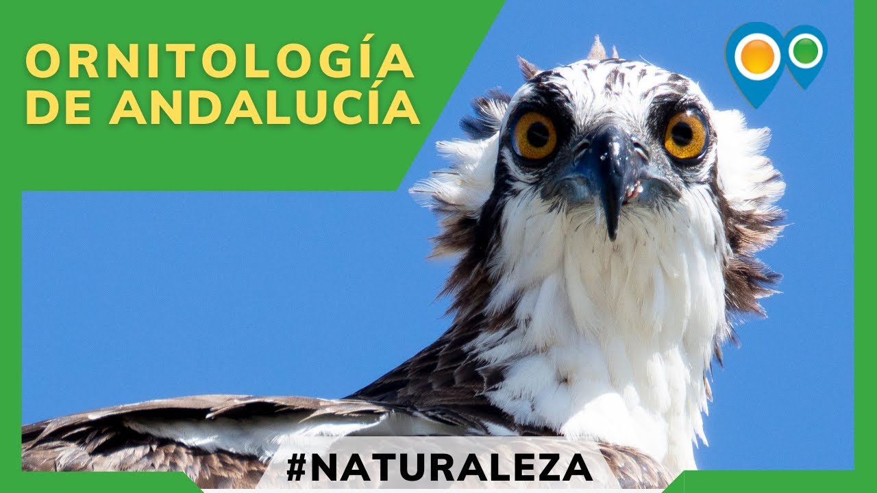 Ornitolog&iacute;a en Andaluc&iacute;a | BIRDING para ver aves, p&aacute;jaros y grandes rapaces | Birdwatching Andalusia