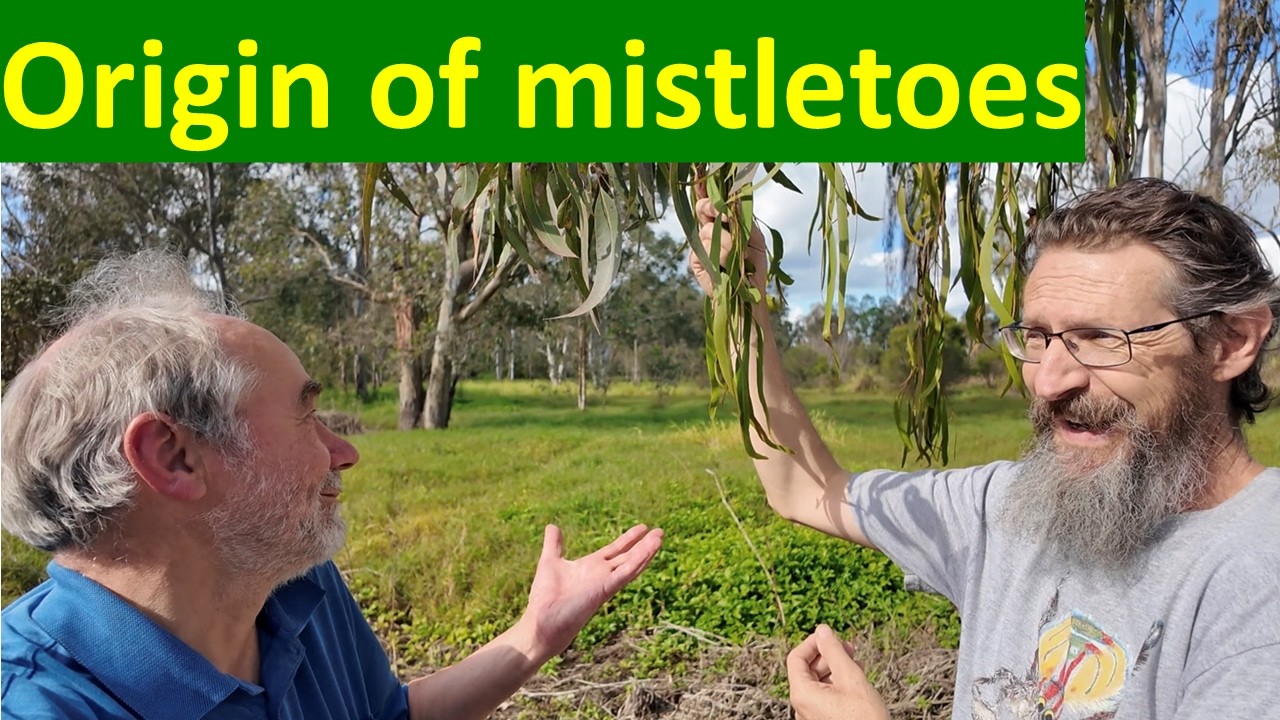 Marsupials to birds: mistletoe's history