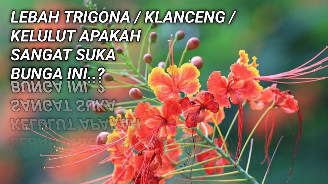 Bunga Ini Cocok untuk Taman dan Melengkapi Vegetasi Budidaya Lebah | Kembang Merak