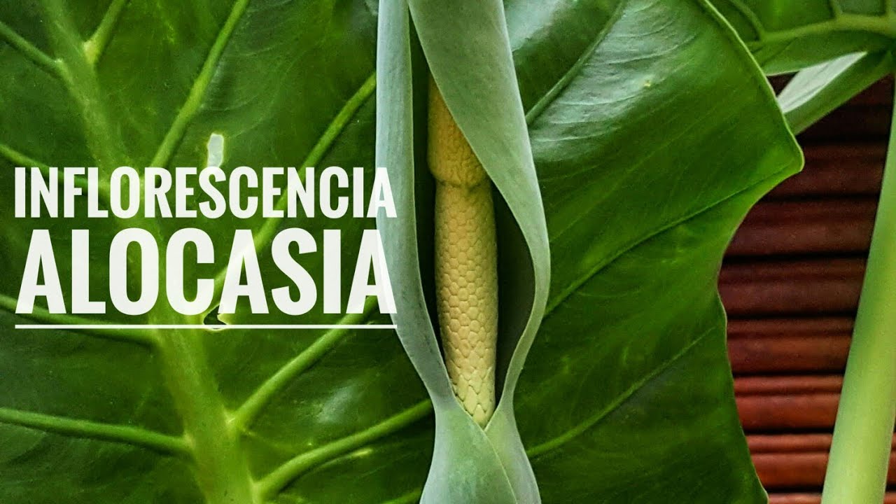 Evolución de la inflorescencia | Alocasia | Oreja de elefante | Marquesa
