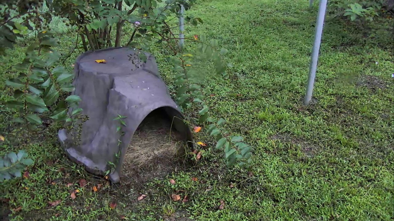 Bobcat Rehab and Release Cam 08-30-2018 