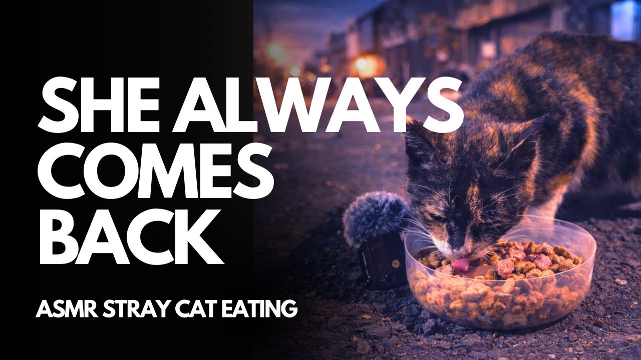 The Calico Cat Who Always Comes Back Every Night At 9 P.M
