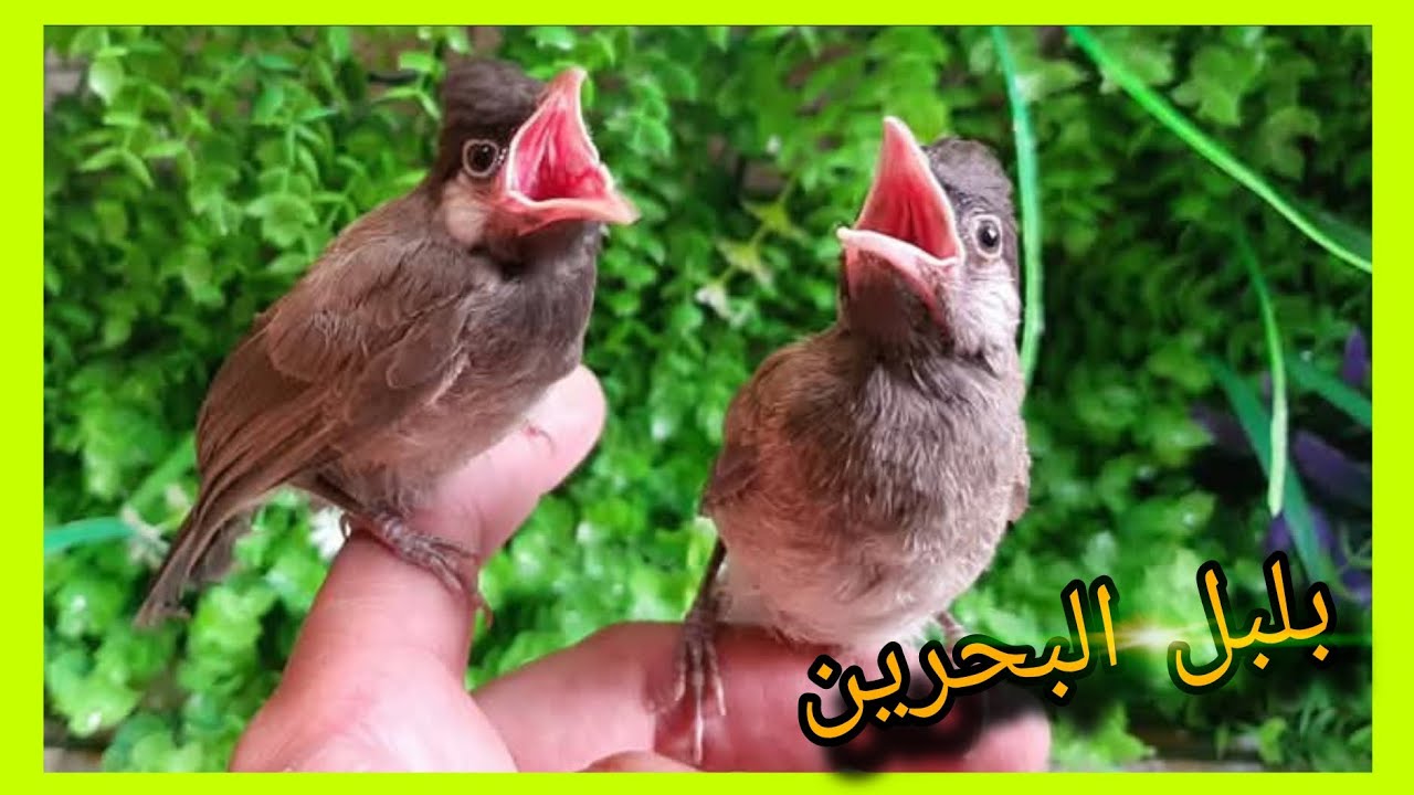 وصول البلبل البحريني الي القناة 😍 ومفاجآة تفقيس الغندوره😍😱