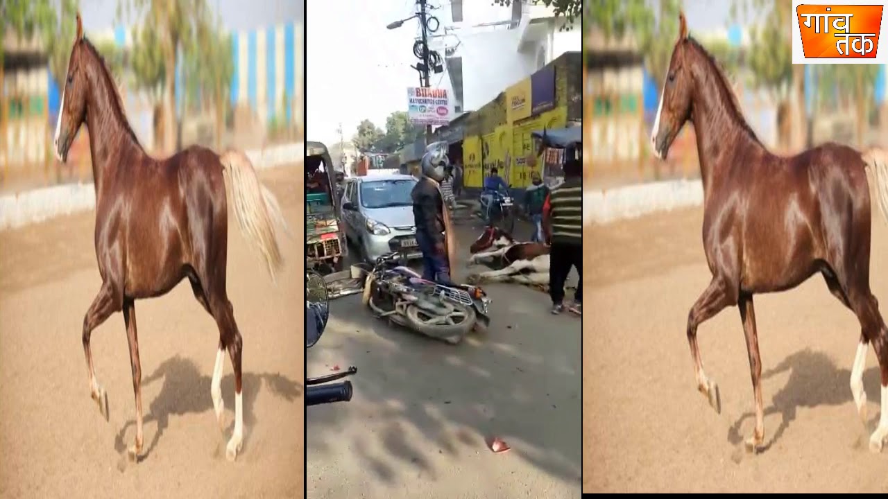 घोड़ा पागल हो गया, देखिये LIVE VIDEO