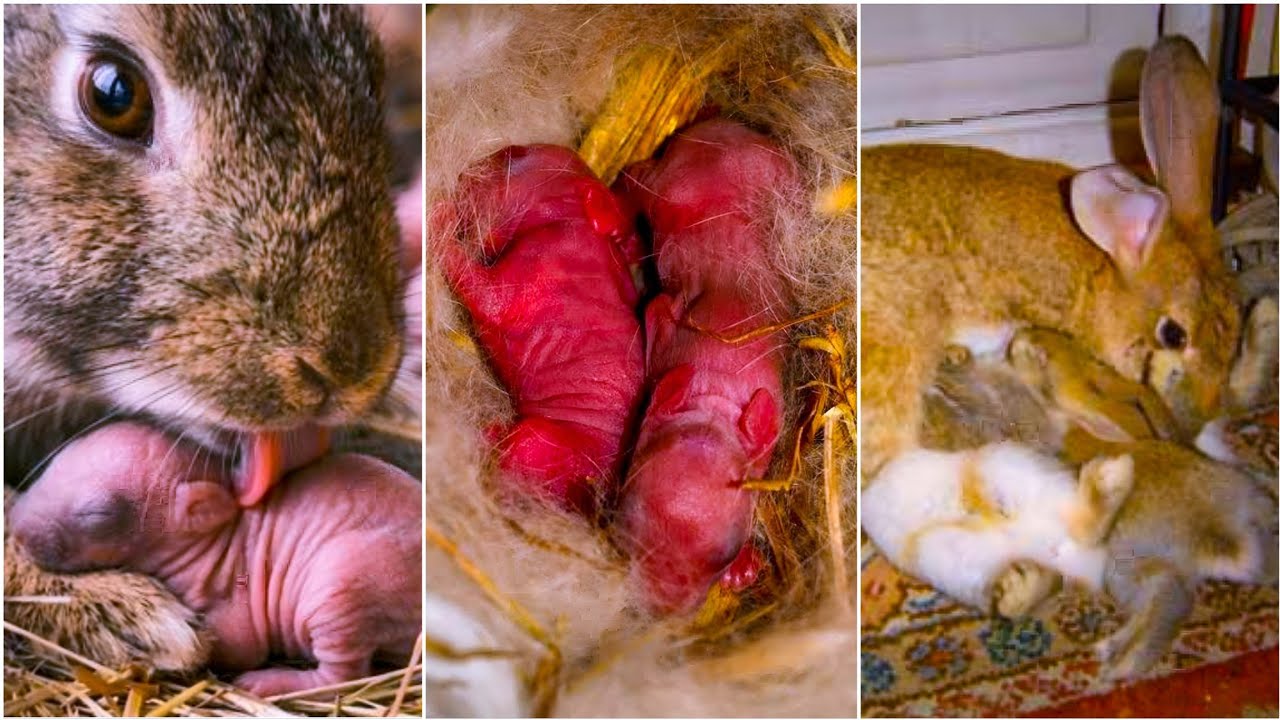 une lapine qui mange SeS lapereaux o la naissance