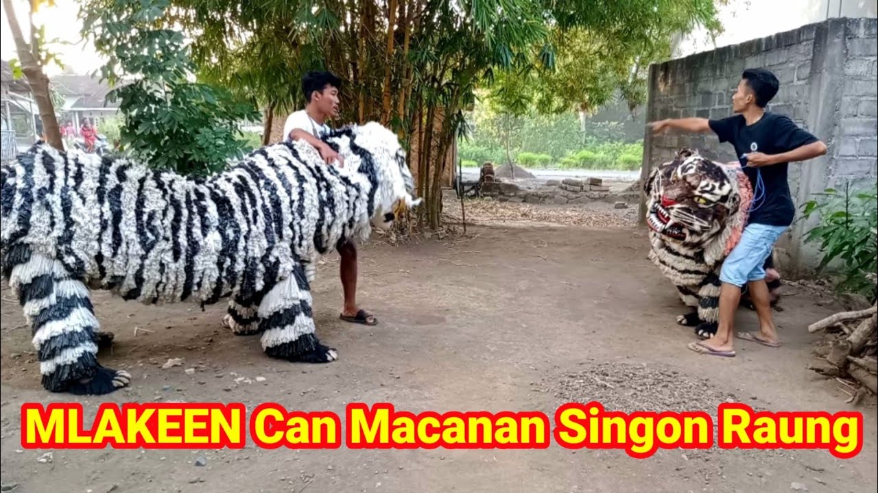 MLAKEEN CAN MACANAN SINGO RAUNG || komedi madura