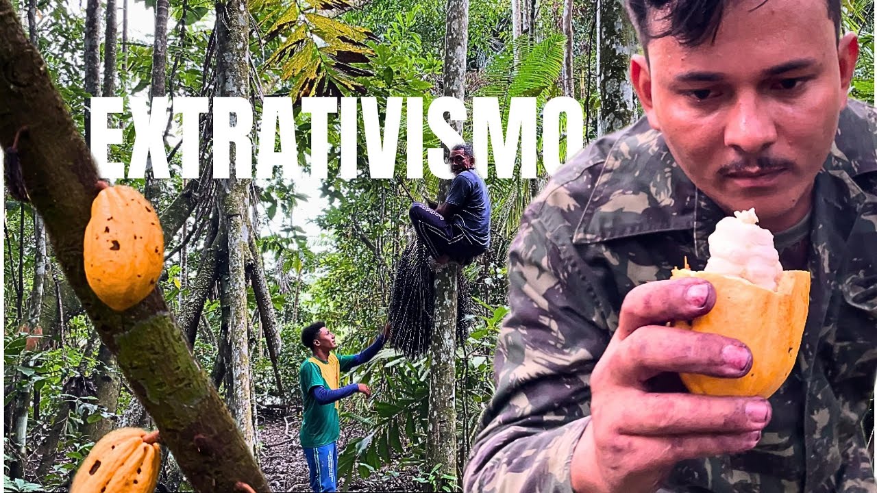 🏕️SOBREVIVENDO DA FLORESTA AMAZÔNICA TIRANDO AÇAÍ E PREPARANDO.  FRUTOS DA FLORESTA CACAU,AÇAÍ