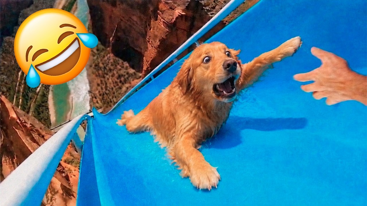Die lustigsten Tiervideos 2026 😂 Wenn Tiere genau das tun, womit man nicht rechnet