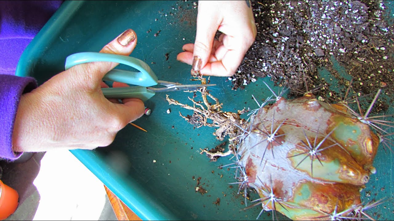 Pruning the dead Roots off Cactus when Re Potting