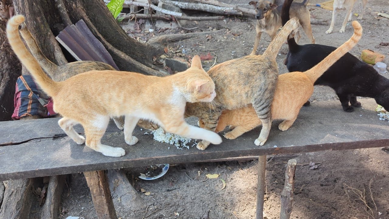 cat all they are 3years old 