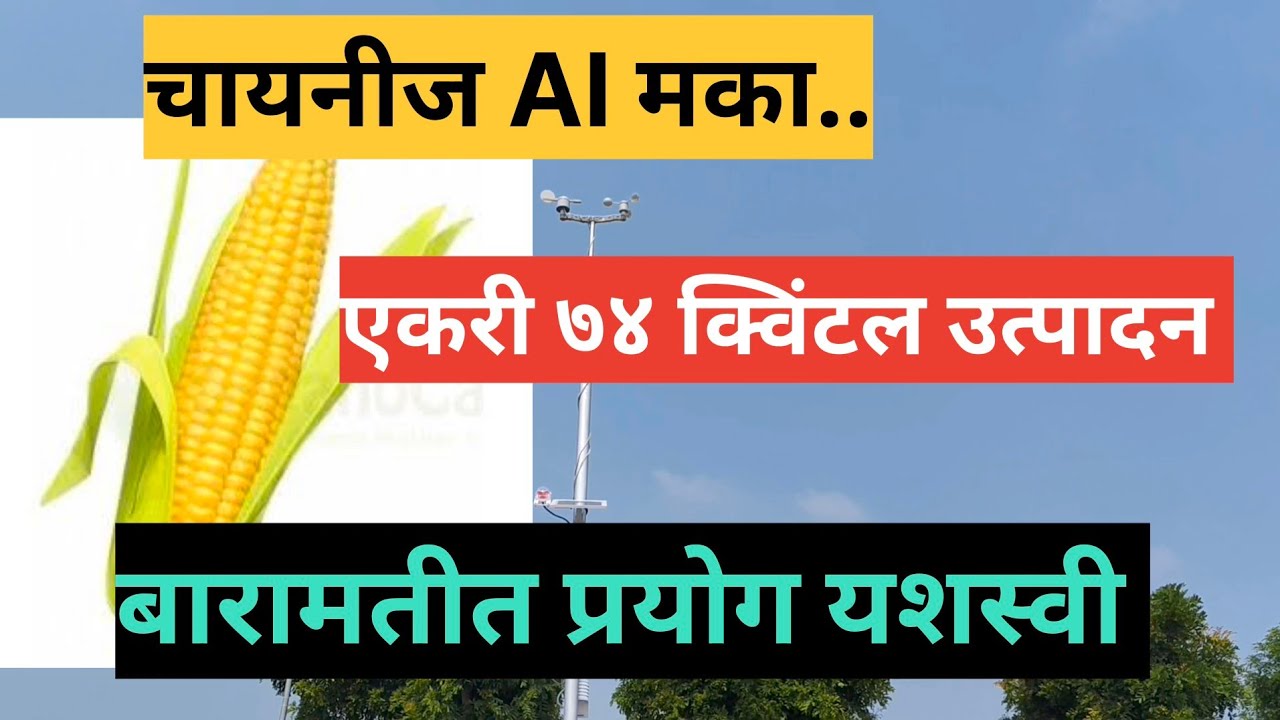 Chinese मका तंत्र, एकरी 74 क्विंटल! यावर्षी तर AI मका उत्पादनाचा प्रयोग BARAMATI!