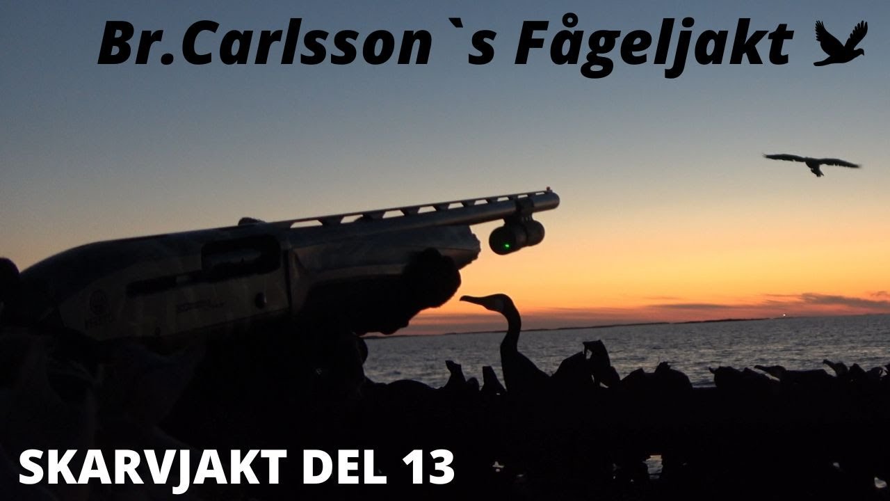 Skarvjakt Del 13. Skarvjakt 