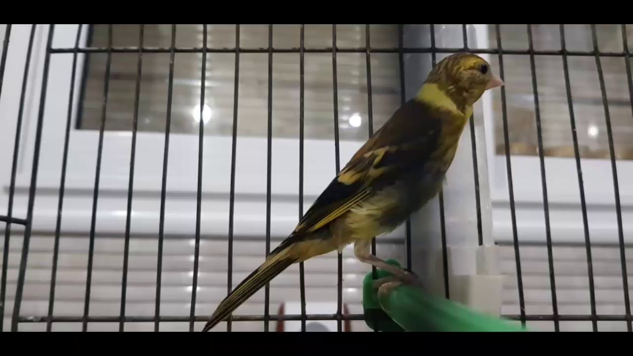 غناء حسون الشرق الجزائري للتلقين( بحيرة الطيور الطارف )