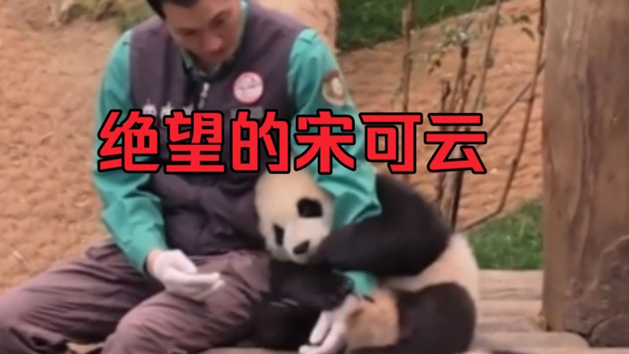 宋辉辉也安慰不了宋可云，只有在福宝面前，宋爷爷才变成了没心没肺的宋老六