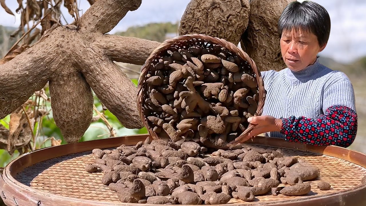 山药豆挂满枝藤，阿嬷摘一篮子做两种口味零食，软糯香甜和咸香辣爽！丨Yam Beans【闽湖阿嬤Fujian Grandma】