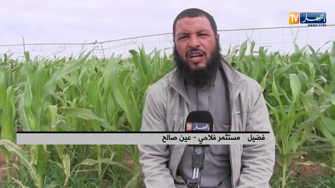عين صالح: زراعة الذرة..تجربة ناجحة بمنطقتي كويمبي وفقارة الزوى