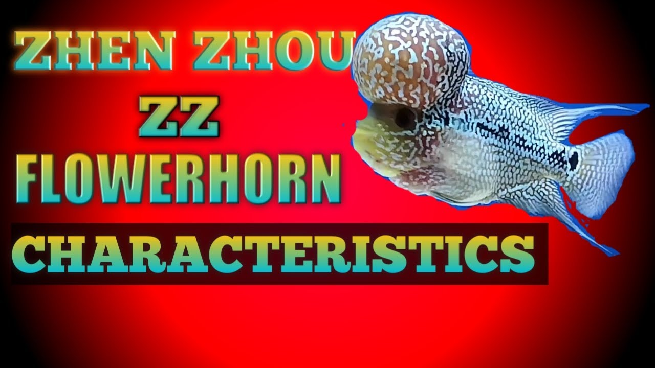 ZHEN ZHUO FLOWERHORN AND CHARACTERISTICS